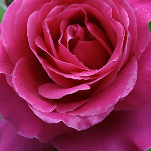 Kупить В Интернет-Магазине - Poзa Бидермайер® - бело-розовая - Миниатюрные розы лилипуты  - - - Ганс Юрген Эверс - Чрезвычайно красивая миниатюрная роза, чей ностальгический вид создается благодаря крупным, округлым цветам.